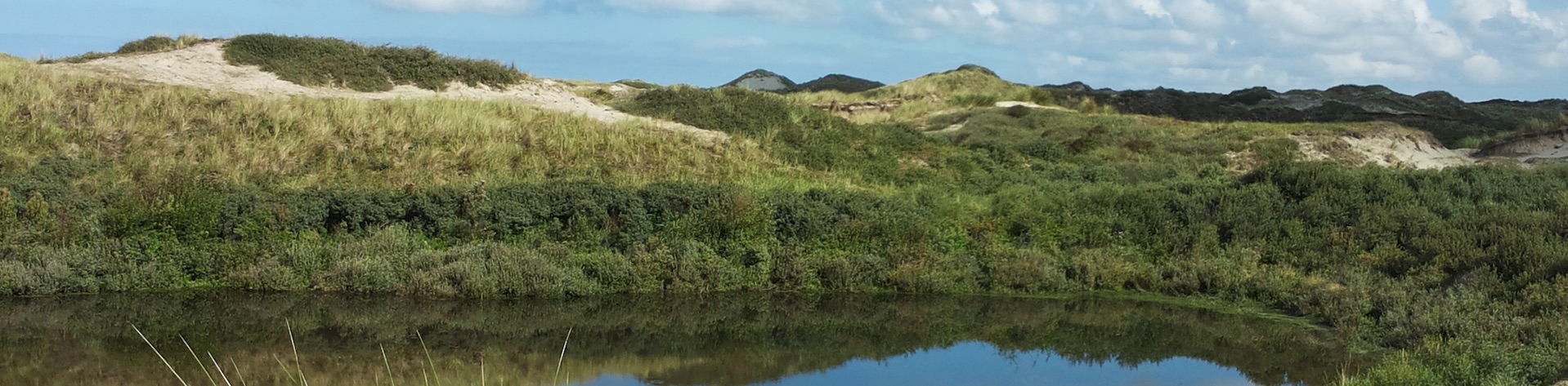 Dünen bei Egmond aan Zee